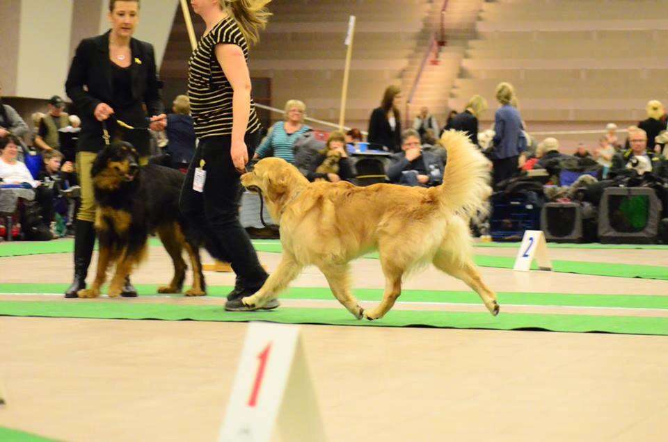 Izzi, Strängnäsutställning1 20150313 Swedish kennelclub dogshow in Strangnas 2015-03-13. Judge; Carl Gunnar Stafberg. Result, Excellent, best bitch in open class