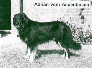 Adrian vom Aspenbusch